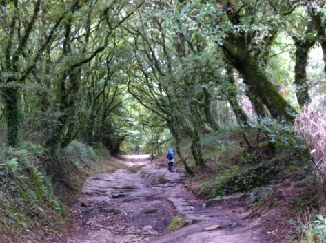 Walking alone through ancient forests in Galicia